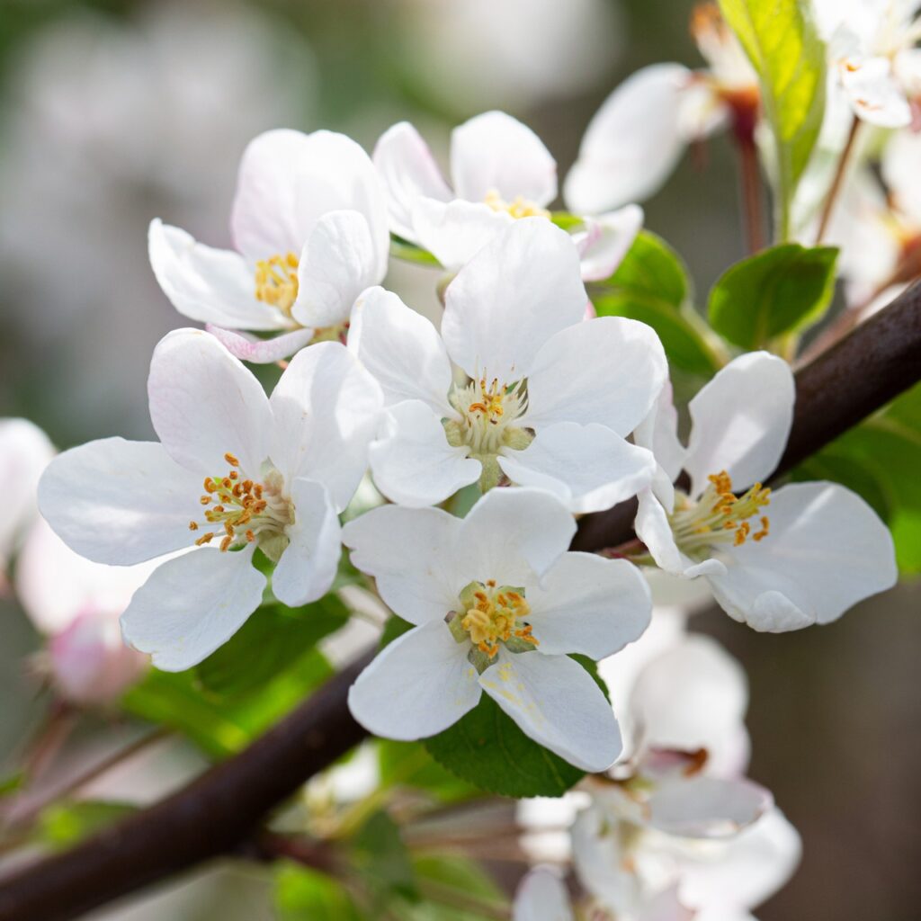 Malus x robusta ‘Red Sentinel ‘ Crab Apple Tree 5038838004087 2